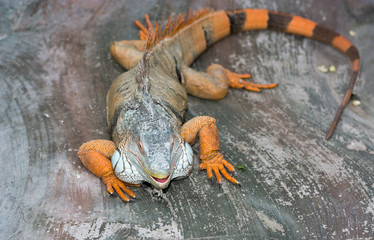 Iguana from South America