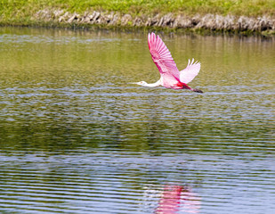A single roseate spoonbill flies over lake somewhere in Florida.