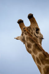 Close-up of Giraffe’s Head, Back View, South Africa, Africa