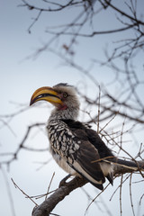 Southern Yellow-billed Hornbill (Tockus leucomelas) Sitting on Branch, South Africa, Kruger Park