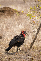 Fototapeta premium Southern ground hornbill (Bucorvus leadbeateri) Walking Through Savannah, South Africa, Kruger Park