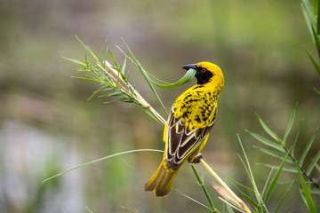 Southern Masked Weaver (Ploceus velatus) Sitting on Branch, South Africa, Kruger Park