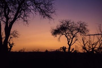 Fototapeta na wymiar Purple Sunset in behind Trees, South Africa, Africa