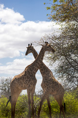 Two Giraffes Standing in the African Savannah, South Africa, Kruger