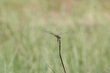 Yellow dragonfly on dry leaf.