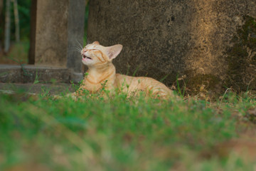 Brown-yellow cat lying down on green grass.

