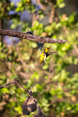 Southern Masked Weaver (Ploceus velatus) Building a Nest, South Africa, Kruger Park