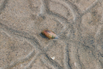 Shellfish in shrimp pond crawl on the sand.