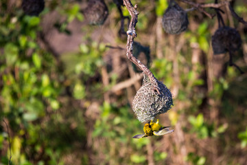 Southern Masked Weaver (Ploceus velatus) Building a Nest, South Africa, Kruger Park