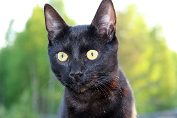 A black cat's portrait