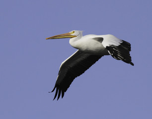 A single white pelican in flight.