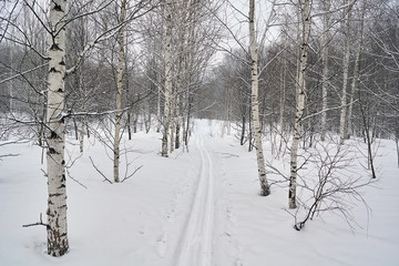 Obraz premium Ski track on a snowy forest glade.