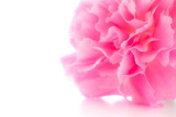 Close up pink carnations flower on white background