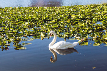 A white swan with its head held high swimming among lily pads