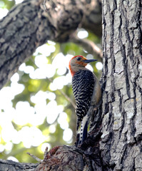 a red bellied woodpecker perched on the side of a tree.