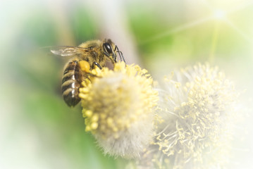 Bee pollinates a flower plant in spring on a sunny day.