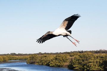 A wood stork in flight over marsh in Florida.