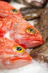 beryx alfonsin  fish in public merkat