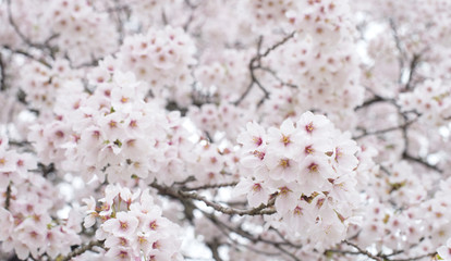Obraz na płótnie Canvas Beautiful Sakura background