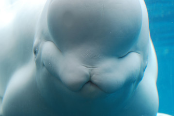 Fototapeta premium Naprawdę fantastyczne spojrzenie na wieloryba Beluga pod wodą