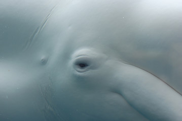 Obraz premium Eye of a Beluga Whale Underwater