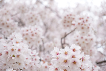 Beautiful Sakura background