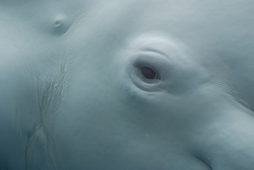 Obraz premium Z bliska przyjrzyj się oku wieloryba bieługi