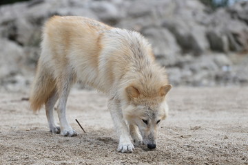 American Wolfdogs and Czech Wolfdogs playing