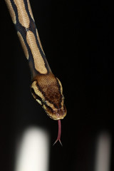 Snake with a forked tongue