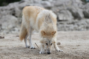 American Wolfdogs and Czech Wolfdogs playing