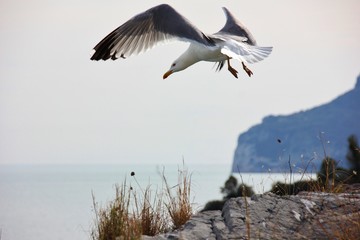 Seagull diving, Bergeggi, Liguria, Italy