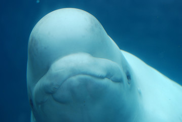 Obraz premium Amazing Grin of a Beluga Whale Swimming Underwater