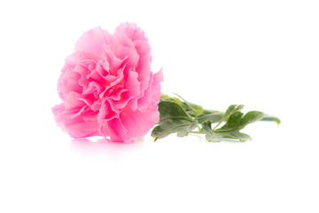 pink carnations flower on white background