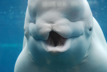 Obraz premium Spojrzenie na zęby bieługi pod wodą