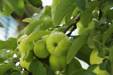 Fresh green apples with dew on a tree branch