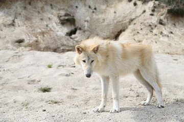 American Wolfdogs and Czech Wolfdogs playing