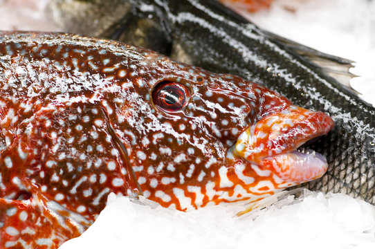 ballan wrasse , labrus bergylta , fresh in fish market