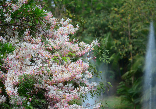 Blossom Pink Shower On The Tree