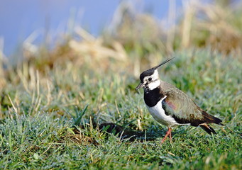 Kiebitz,Wiesenvogel,Watvogel
