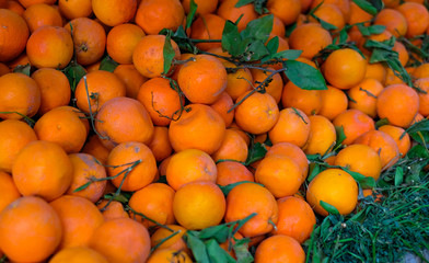 a lot of oranges