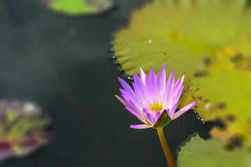 Blossom pink lotus flower on the water