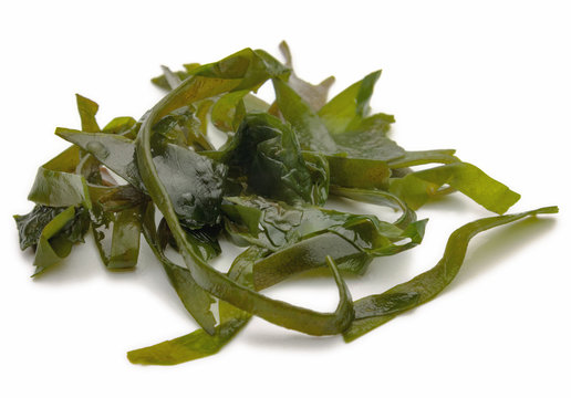 Kelp