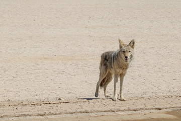 Fototapeta na wymiar Coyote in Death Valley National Park, California