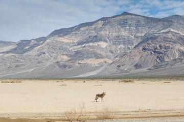 Coyote in Death Valley National Park