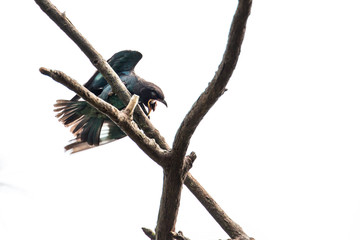 Oriental Dollarbird 9/15
This Oriental Dollarbird was trying its very best to get rid of its 'food', the weevil, which clamped on its mouth.