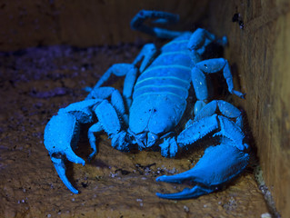 Bioluminescent scorpion under ultraviolet light at a zoo © milanvachal