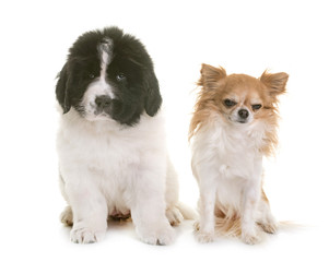 puppy newfoundland dog and chihuahua