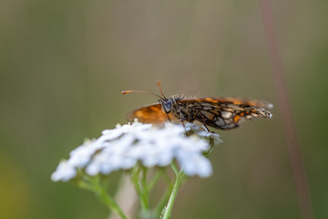 Kleiner Perlmuttfalter