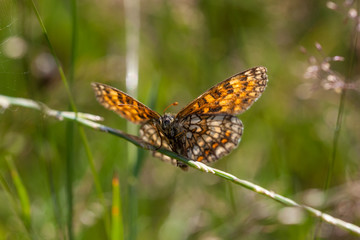 Obraz premium Kleiner Perlmuttfalter
