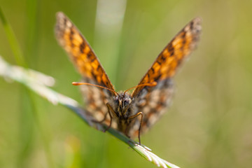 Obraz premium Kleiner Perlmuttfalter